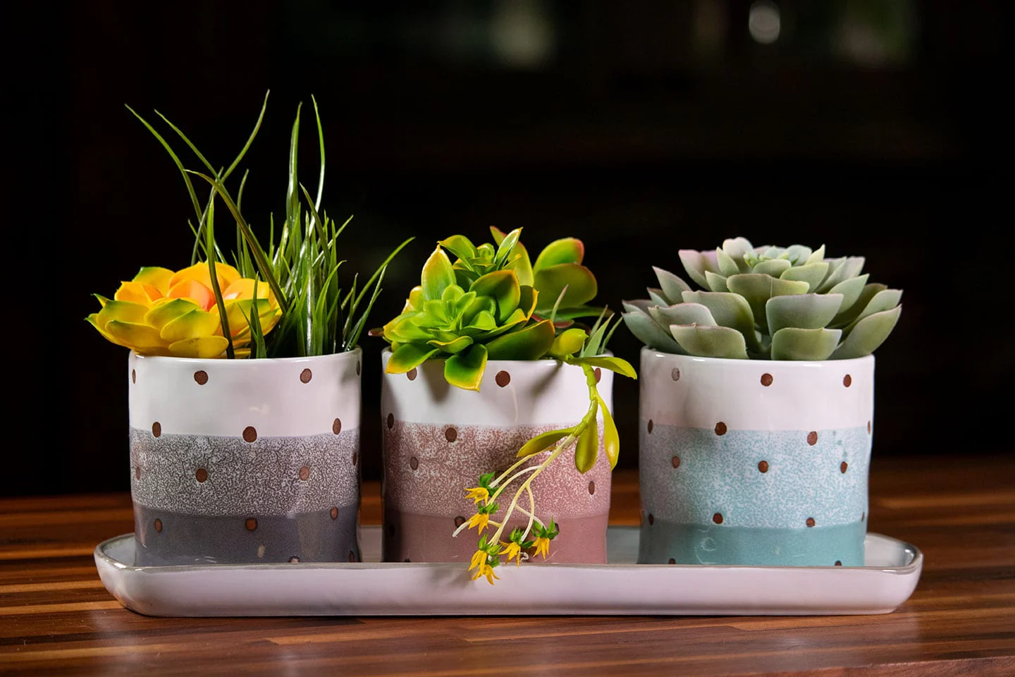 Ashton Dot Set of 4" Planters W/ Tray
